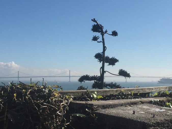 Alcatraz